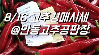8월중순. 고추시세 소폭하락세. 홍고추경매후기 @ 안동고추공판장