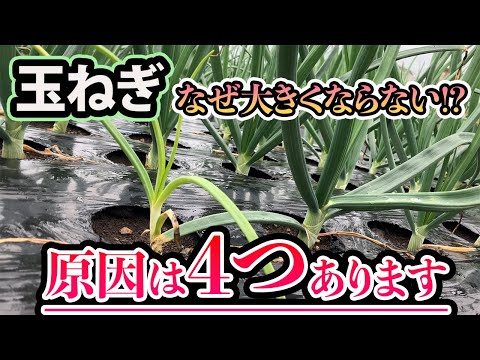 苗が成長しないのはなぜですか?それを修正するにはどうすればよいですか?  庭園