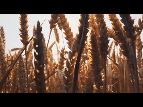 War in Ukraine: the longer it lasts - the more expensive the food for everyone