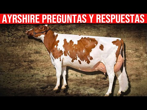, title : '🔴 AYRSHIRE Lechero Preguntas y Respuestas Mas Comunes ✅ Vacas Lecheras'