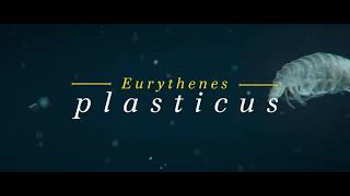 WWF: Eurythenes plasticus