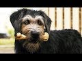 LADY AND THE TRAMP 2019 Lady Meets Tramp Clip