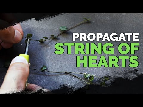 Propagating Thyme My Dirt Simple Method For Success
