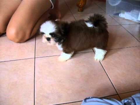 shizu dog of johnjohn