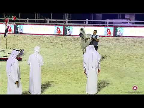 N.292 EL RASHEEM AL RAHBA - UAE National Championship 2020 - Stallions 4-6 Years Old (Class 10B)...