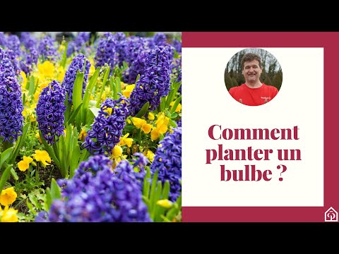 Comment planter un bulbe ? 🌱🌿