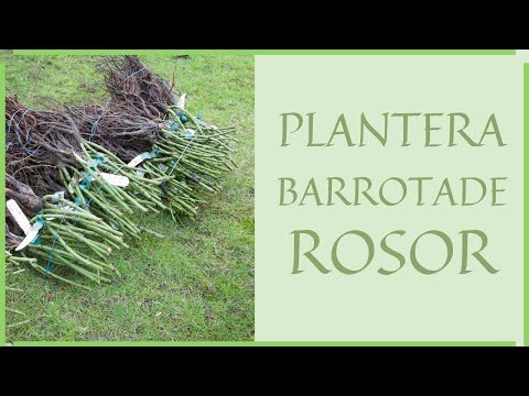 Plantera barrotade rosor - i trädgård eller kruka