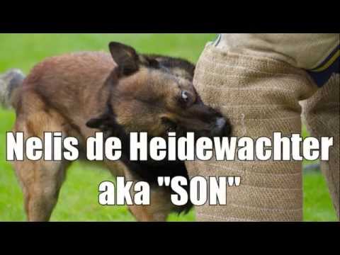 NVBK Championship Cat3 2015 Beauvechain SON