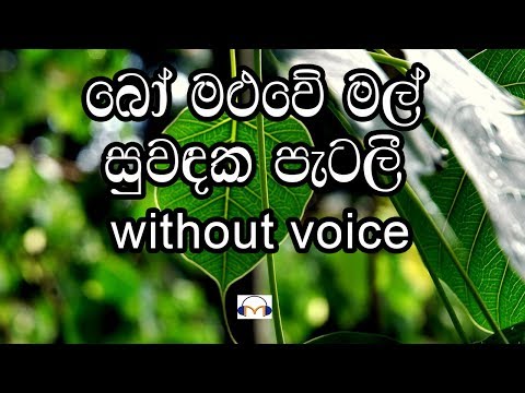 download lagu mp3 mp4 Bo Maluwe Mal Instrumental Free, download lagu Bo Maluwe Mal Instrumental Free gratis, unduh video klip Bo Maluwe Mal Instrumental Free