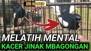 Download lagu SAYA MELATIH MENTAL KACER JINAK KACER MBAGONG KACER OBESITAS KACER HABIS MABUNG mp3 Download lagu SAYA MELATIH MENTAL KACER JINAK KACER MBAGONG KACER OBESITAS KACER HABIS MABUNG mp3
