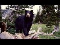 Black Bear Sounds