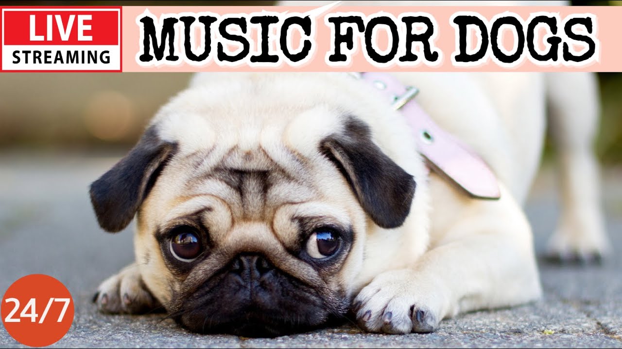 🔴[LIVE] Dog Music🎵Dog Calming Music🐶Separation Anxiety Relief Music💖Deep Sleep Music for Dogs🔴4