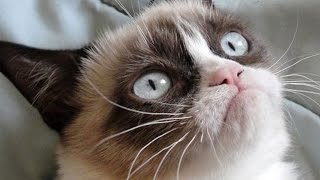 25 Surprising Sources That Influenced The Creation Of Today’s Funniest Memes