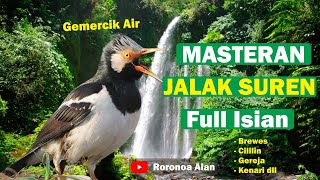 Download lagu Masteran Jalak Suren Full Isian Tembakan mp3 Download lagu Masteran Jalak Suren Full Isian Tembakan mp3