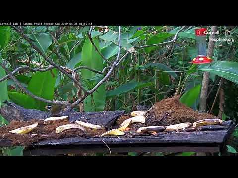 A Seldom Seen Orange-billed Sparrow Drops In – April 25, 2019