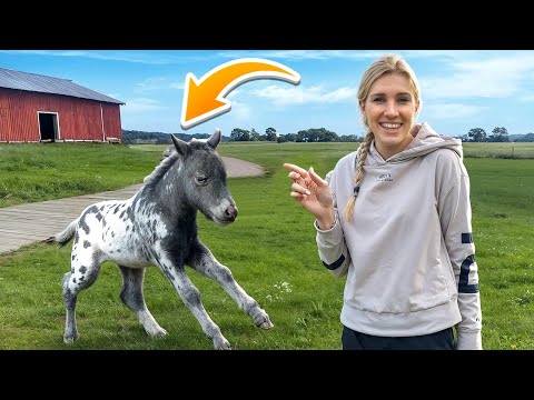 NEW foal: FIRST OUTING😍 (he's so CHEEKY!) 😂😨 #NameIdeas?