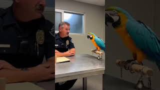 Cop said quite the parrot said make me parrot🦜 😅  #cops #parrot #funny #comedy