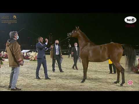 N 138 LOULOU AL NASSER   Katara International Arabian Horse Festival   Mares 4 6 Years Old Class 7B