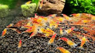 Caridina sp. Calceo Red Bee Dragon