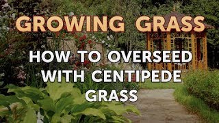 How to Overseed With Centipede Grass