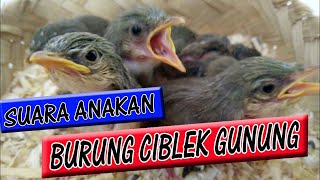 Download lagu LOLOHAN !! suara anakan ciblek gunung pilihan mp3