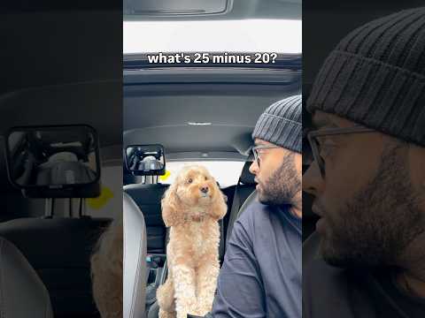 Mini Cockapoo Thinks Before She Counts 😳