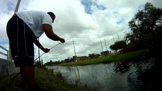 preview picture of video 'Peacock and Oscar Fishing in Miami Canal South Florida'