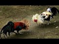 Sindhi Murga Fight Aseel Sindhi Murga Fight Videos MirchiMurgaYT