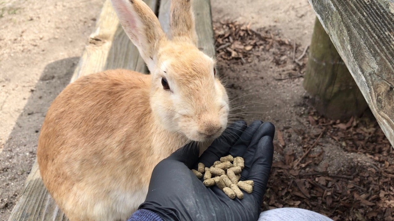 At the 12-second mark, the bunny’s expression completely changes. What was he feeling?