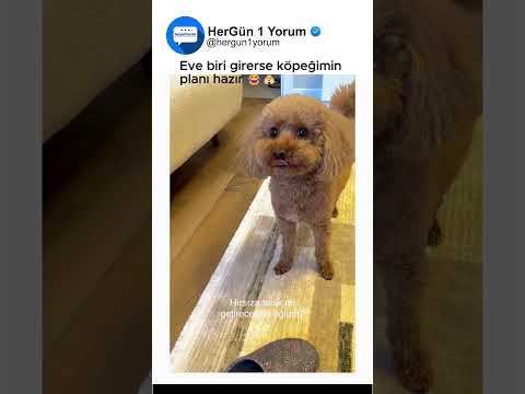 Bu köpekle eve girmeye cesaret ister 😅