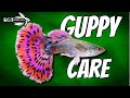 Ciri Molrfololgi Ikan Hias Guppy
