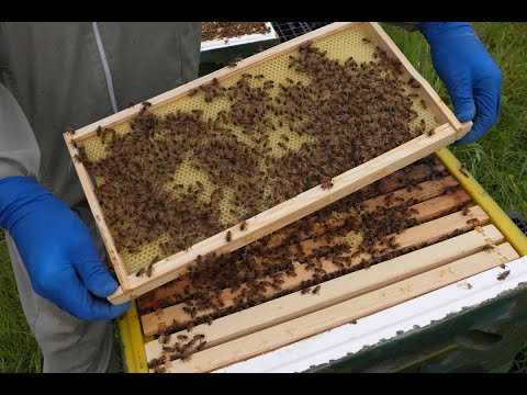 How to Boost Your Colonies on Every Inspection – Checkerboarding with Foundation