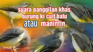 Download lagu suara pikat burung ki cuit batu mp3 Download lagu suara pikat burung ki cuit batu mp3