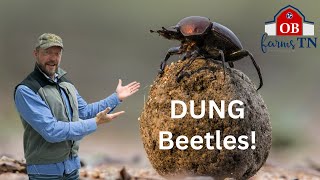 We bought Dung Beetles for the Pastures [Poop-eating Farmhands]