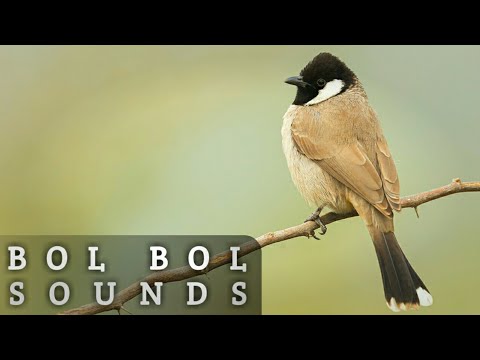 Bul Bul Sounds
