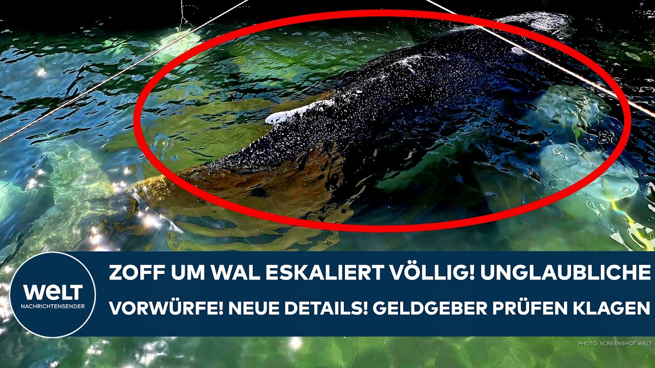 WAL TIMMY FREI: Zoff eskaliert völlig! Unglaubliche Vorwürfe! Neue Details! Geldgeber prüfen Klage!