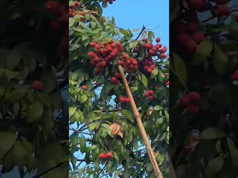 LET'S HARVEST LYCHEE #lychee #harvesting #fruit #shorts #satisfying #shortsfeed #shortsfeed #asmr