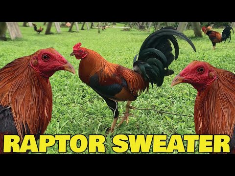 Beautiful SC DN Sweater Raptor Goldenboy AE FARM - Carl Dimayuga