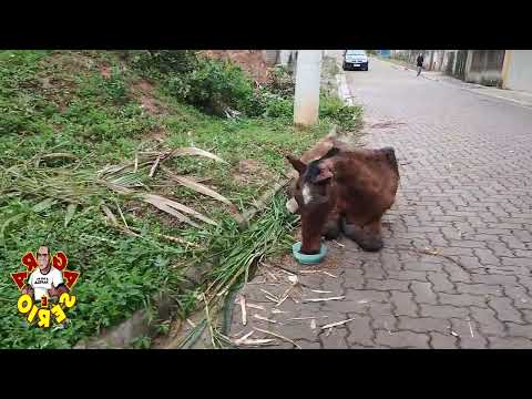 Denúncia de maus tratos com cavalo na Favela do Justino.