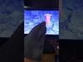 Shark Puppet React To Finding Nemo Live Action Remake Part 4 5 And 6 Nemo Gets Taken