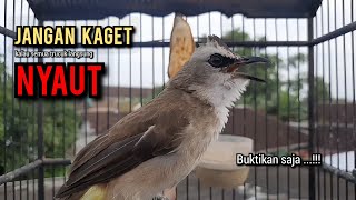 Download lagu trucukan gacor TARUNG ROPEL PANJANG pancingan trucukan agar bunyi jadikan burung trucuk gacor NYAUT mp3 Download lagu trucukan gacor TARUNG ROPEL PANJANG pancingan trucukan agar bunyi jadikan burung trucuk gacor NYAUT mp3