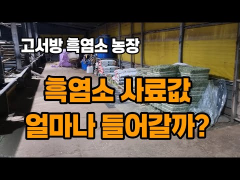 흑염소 사육 비용 공개! 월 유지비를 계산해보자