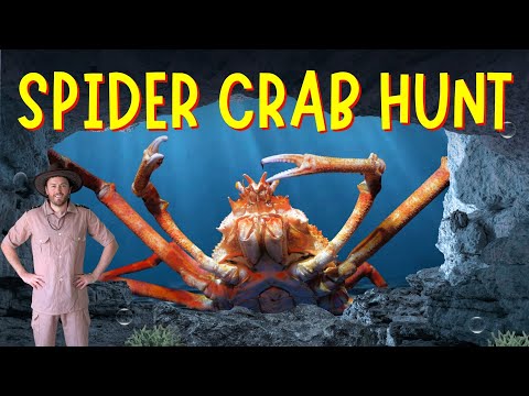 We're Going on a Spider Crab Hunt | Bear Hunt | Nursery Rhymes | Educational Videos for Children