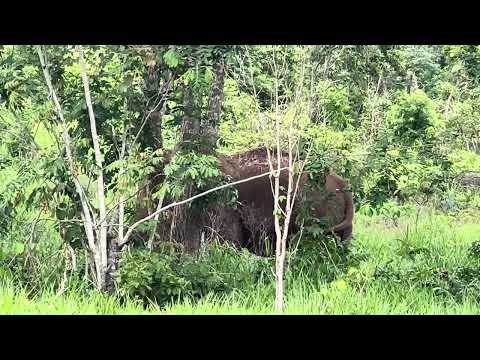 Guille Snacks in the Trees