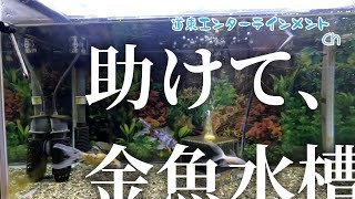 【金魚水槽】いやらしい話、知っているんです。金魚動画が再生数伸びるってことを・・