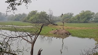 preview picture of video 'Keoladeo National Park : Bharatpur Bird Sanctuary'