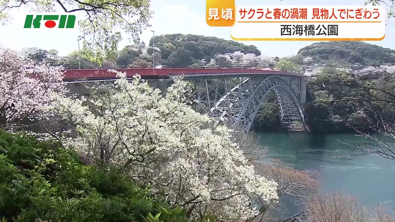 サクラと渦潮の共演！ほぼ満開のソメイヨシノを愛でようと大勢の見物人 長崎県のサクラの名所「西海橋公園」にぎわう