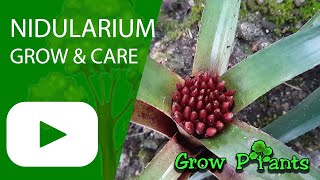 Nidularium - grow & care (Little nest Bromeliad)
