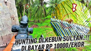 Download lagu BERBURU TUPAI TERBARU‼️ KITA DI UNDANG LAGI  mp3