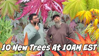 Download lagu 10 Maples That Will Change Your Landscape! MrMaple.com 10@10 mp3